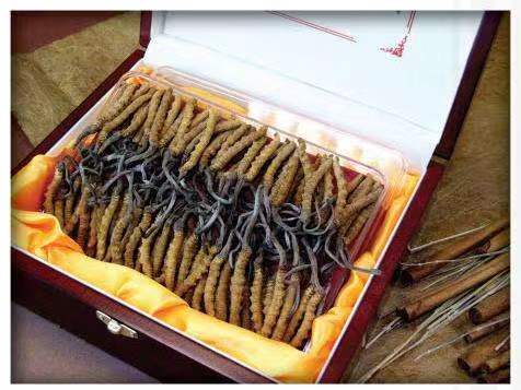 兰洋镇冬虫夏草回收